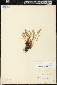 Woodsia scopulina image