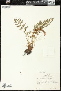 Woodsia scopulina image