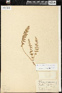 Woodsia scopulina image