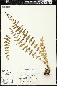 Woodsia mollis image