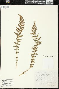 Woodsia mollis image