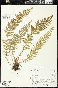 Woodsia mollis image