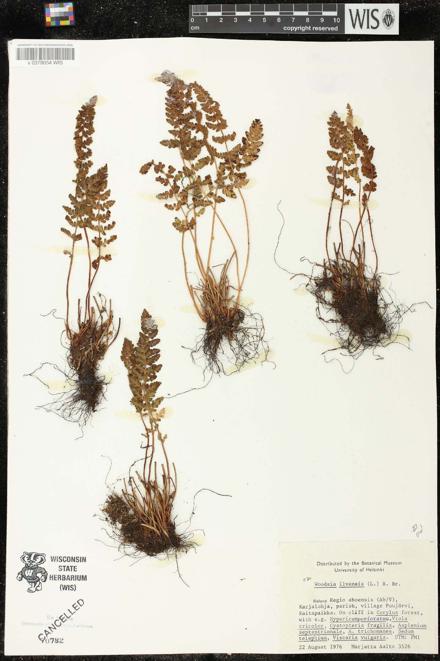 Woodsia ilvensis image