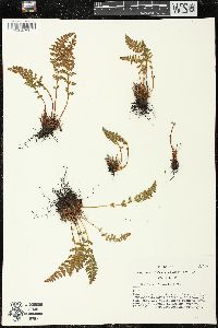 Woodsia ilvensis image