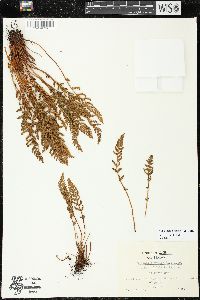 Woodsia ilvensis image