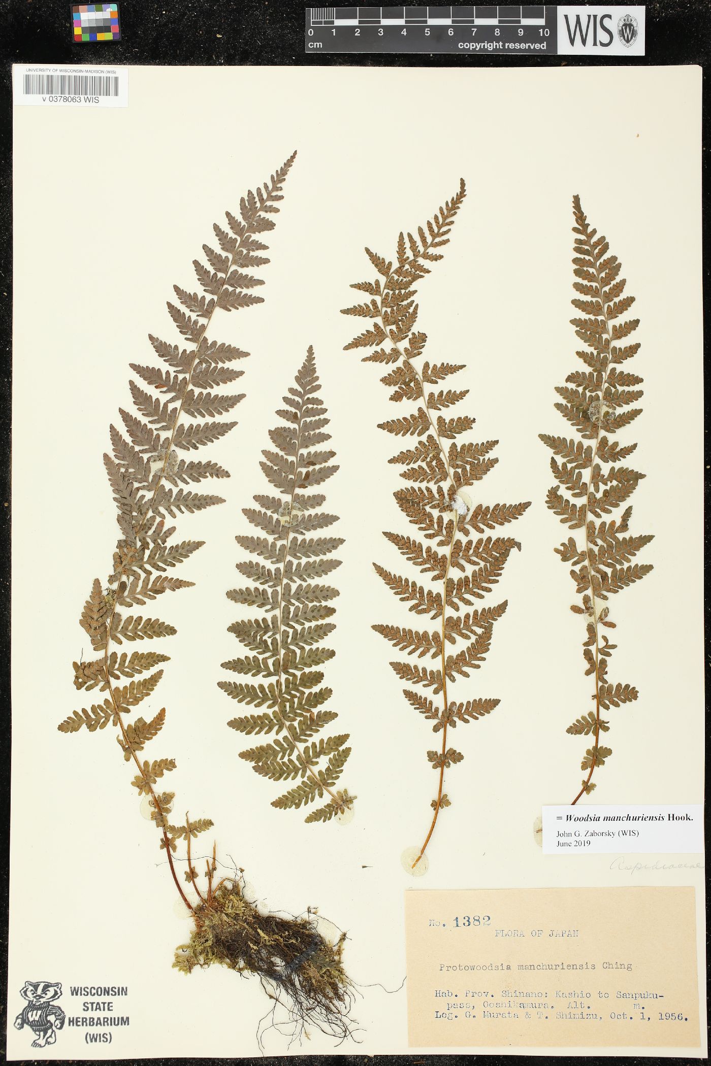 Woodsia manchuriensis image
