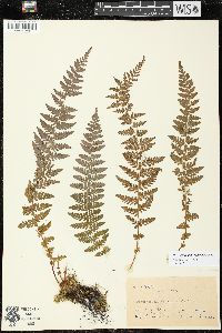 Woodsia manchuriensis image