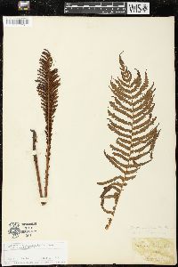 Matteuccia struthiopteris var. struthiopteris image