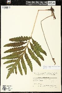 Onoclea sensibilis var. interrupta image