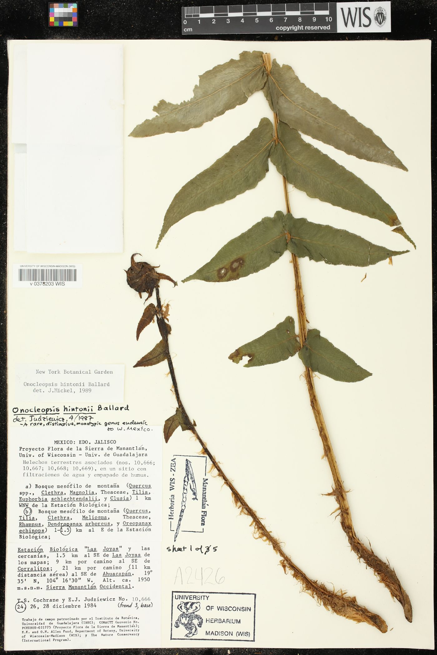 Onoclea hintonii image