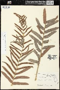 Telmatoblechnum serrulatum image