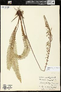 Struthiopteris spicant image