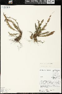 Blechnum asplenioides image