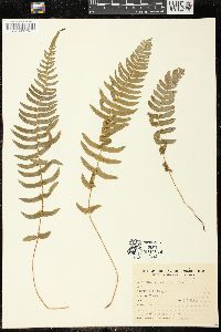 Blechnum auriculatum image