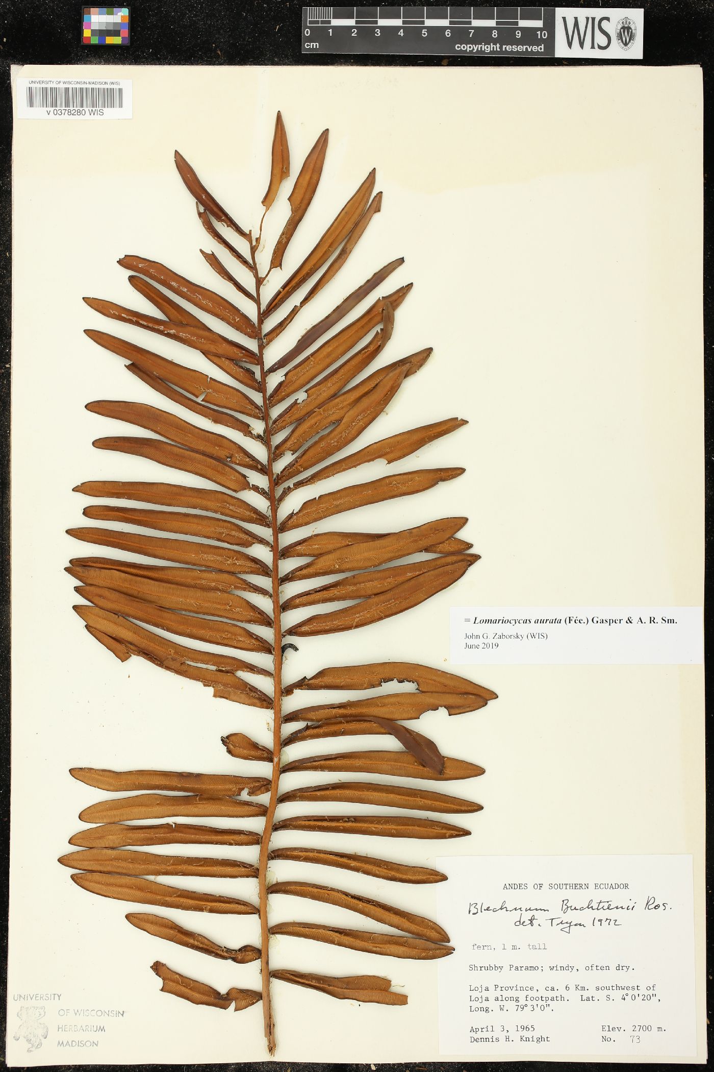 Lomariocycas aurata image