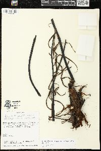 Austroblechnum divergens image