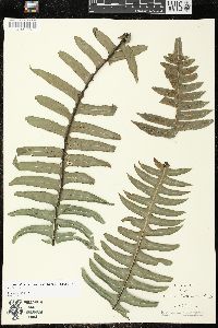 Austroblechnum divergens image