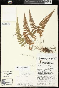 Blechnum appendiculatum image