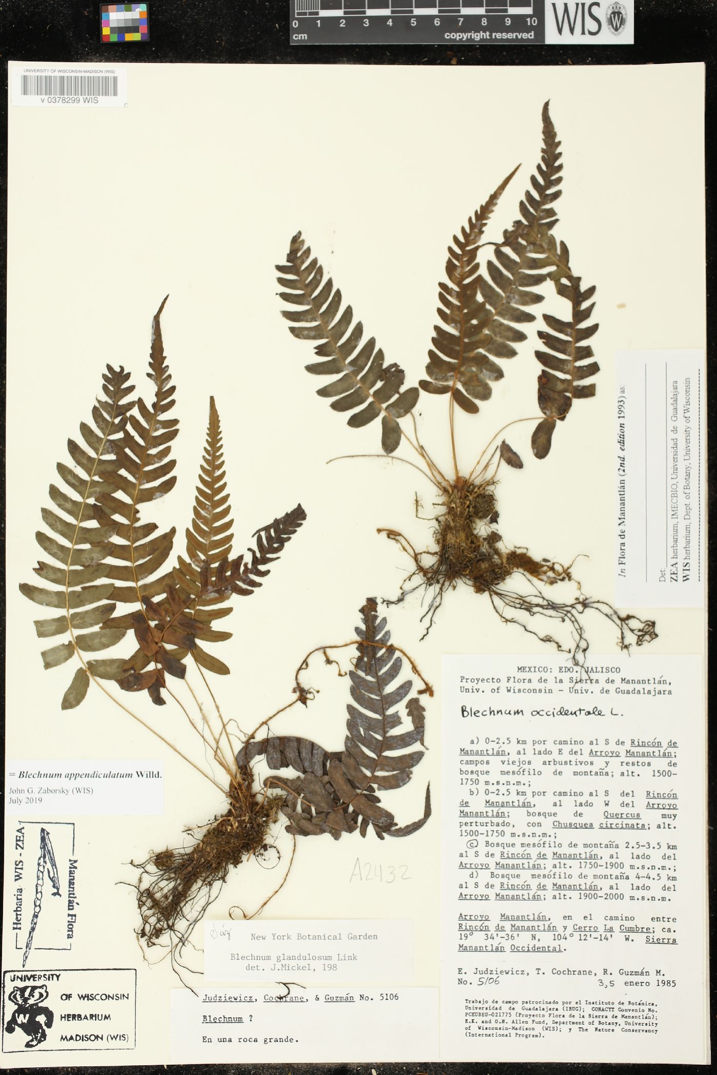 Blechnum appendiculatum image