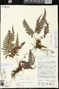 Blechnum appendiculatum image