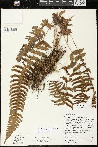 Blechnum appendiculatum image