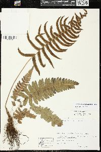 Blechnum appendiculatum image