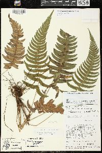 Blechnum appendiculatum image