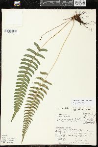 Blechnum appendiculatum image