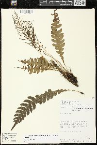 Austroblechnum lehmannii image