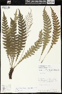 Austroblechnum lehmannii image