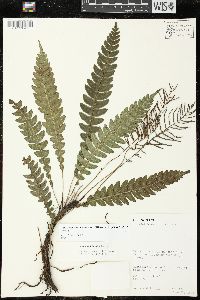 Austroblechnum lehmannii image