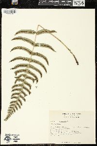 Blechnum occidentale image