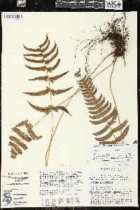 Blechnum occidentale image