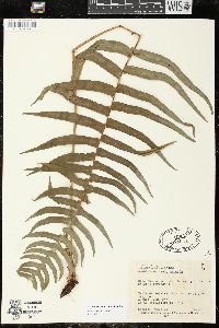 Blechnum occidentale image