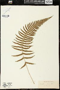 Blechnum occidentale image