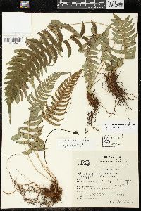 Blechnum occidentale image