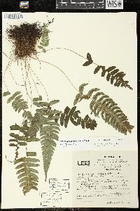 Blechnum occidentale image