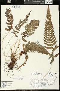 Blechnum occidentale image