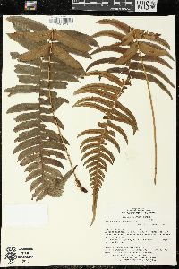 Blechnum occidentale image