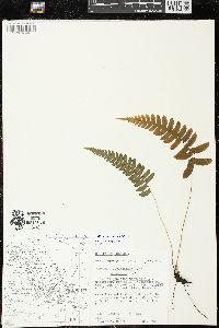 Blechnum occidentale image