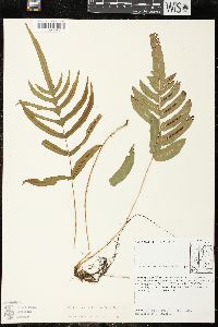 Blechnum occidentale image