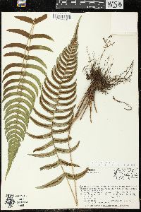 Blechnum occidentale image