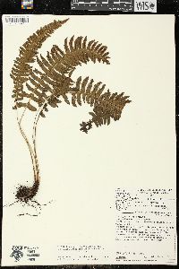 Blechnum polypodioides image