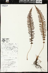 Blechnum polypodioides image