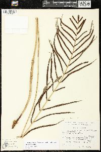 Image of Parablechnum schiedeanum