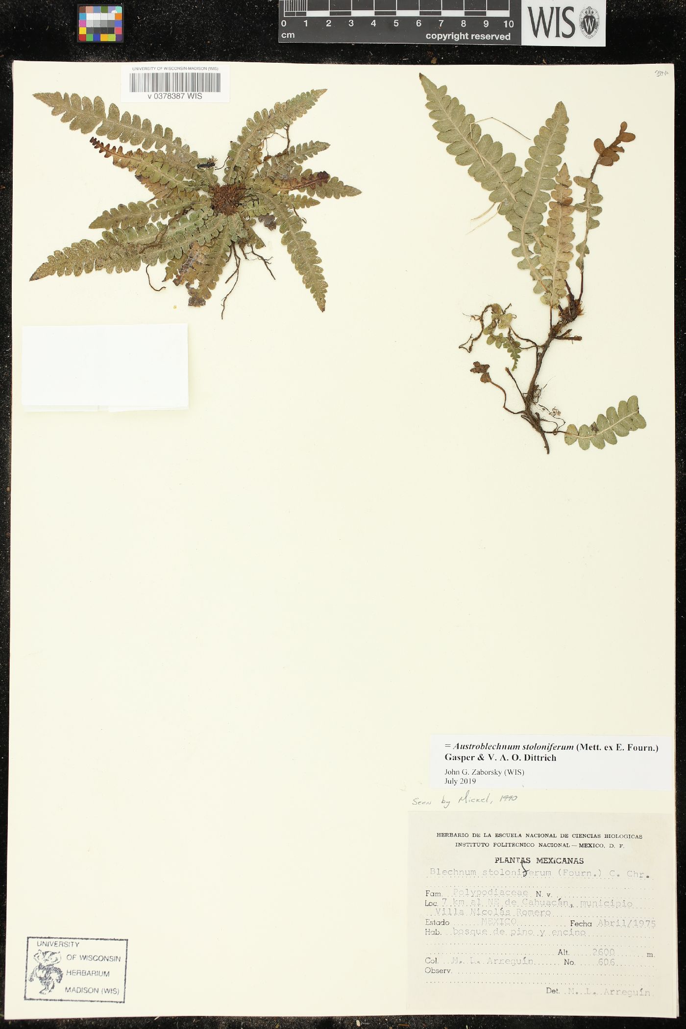 Austroblechnum stoloniferum image