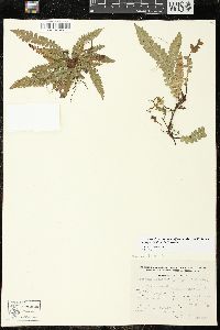 Austroblechnum stoloniferum image