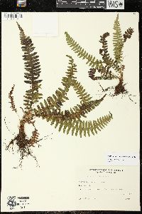 Blechnum polypodioides image