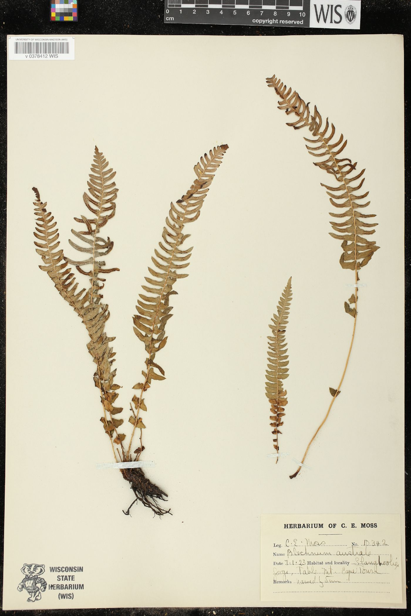 Blechnum australe image