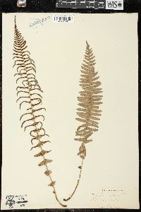 Blechnum australe image